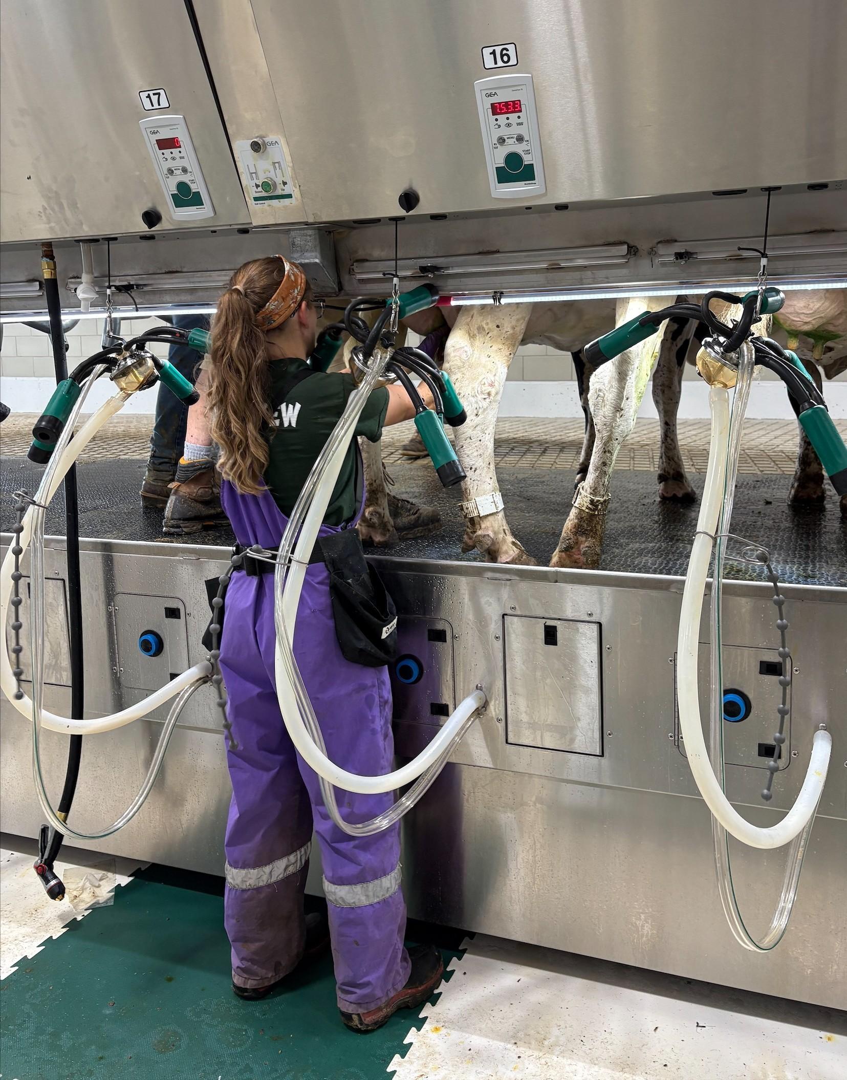 Staff member working with milking equipment on cows